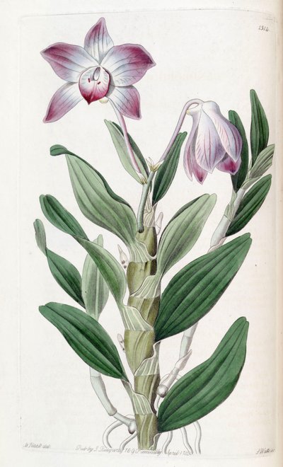 Dendrobium moniliforme af Jams  Watts